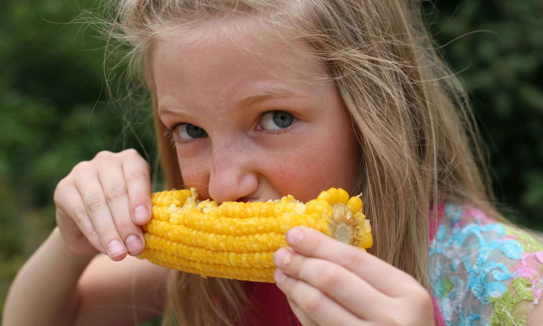 Нові пригоди Кукурузо: як смачно зварити і заготовити на зиму кукурудзу