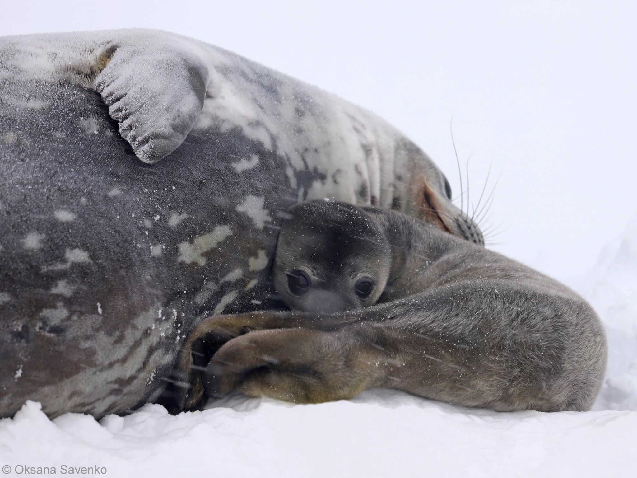 Вага новонароджених тюленят становить близько 25 кг