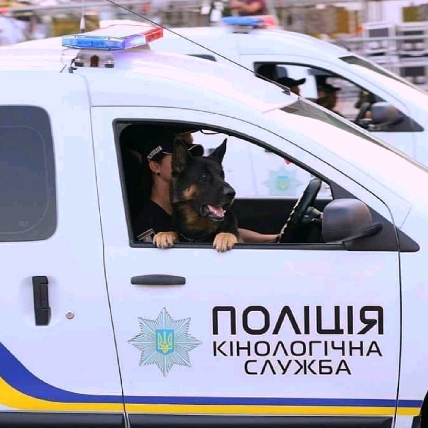 У Черкасах вівчарка Дакота знайшла зниклу 13-річну дівчинку за півтори години