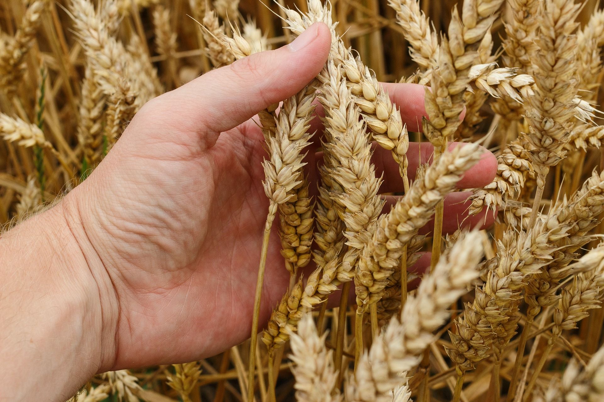 Хлібопекарі України стривожені: практично всю борошномельну пшеницю вивезли на експорт