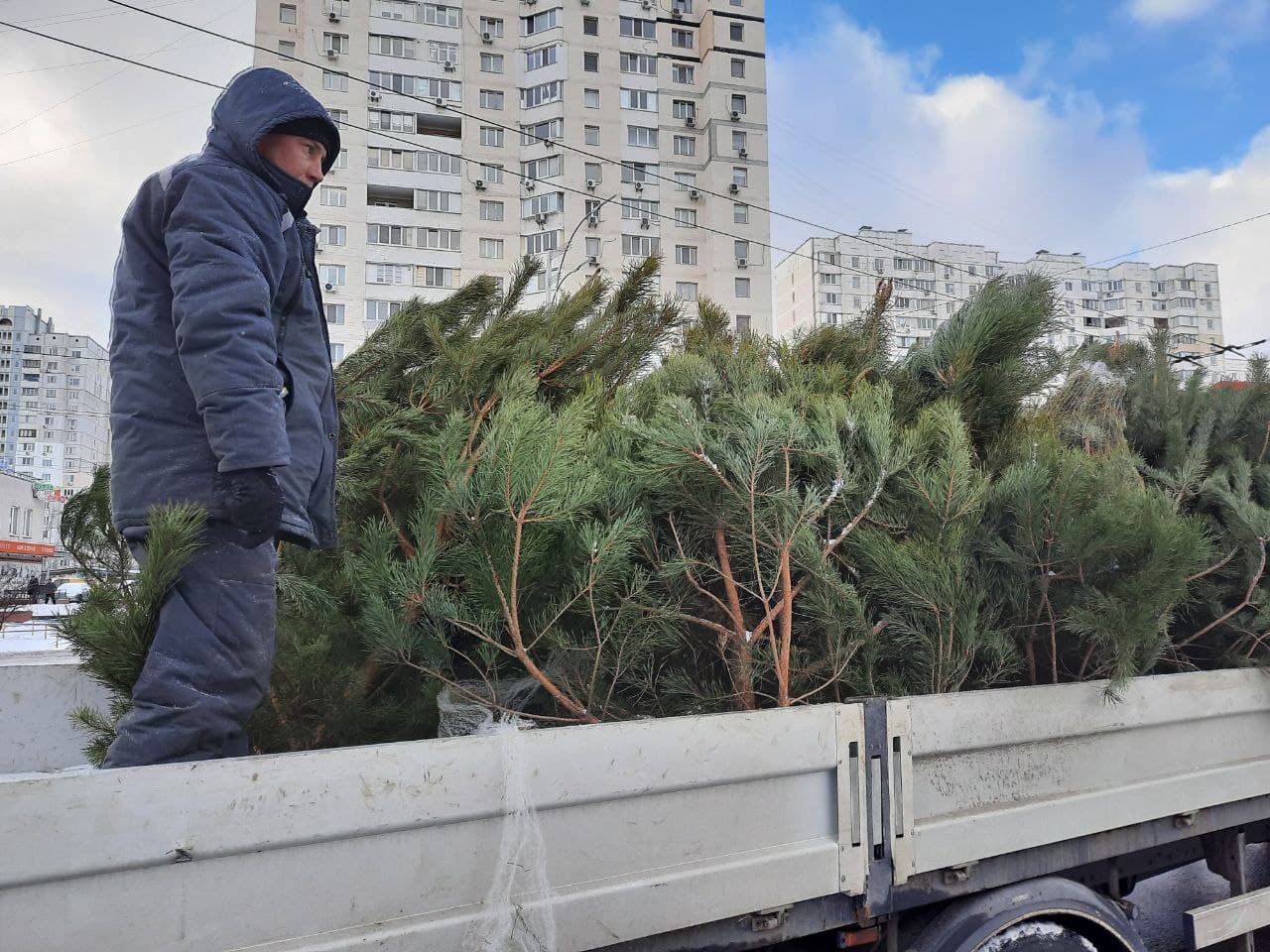 У Києві комунальники ліквідували 30 нелегальних ялинкових базарів