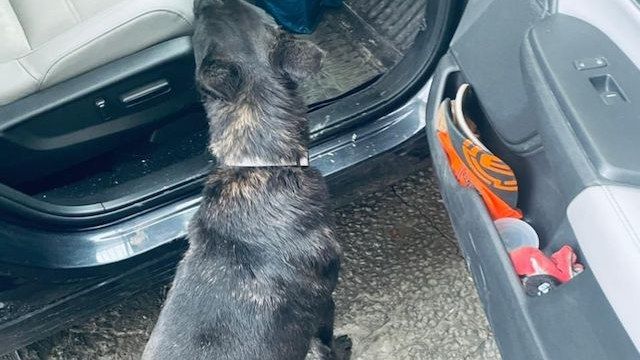 Прикордонний собака знайшов набої в українця у автівці