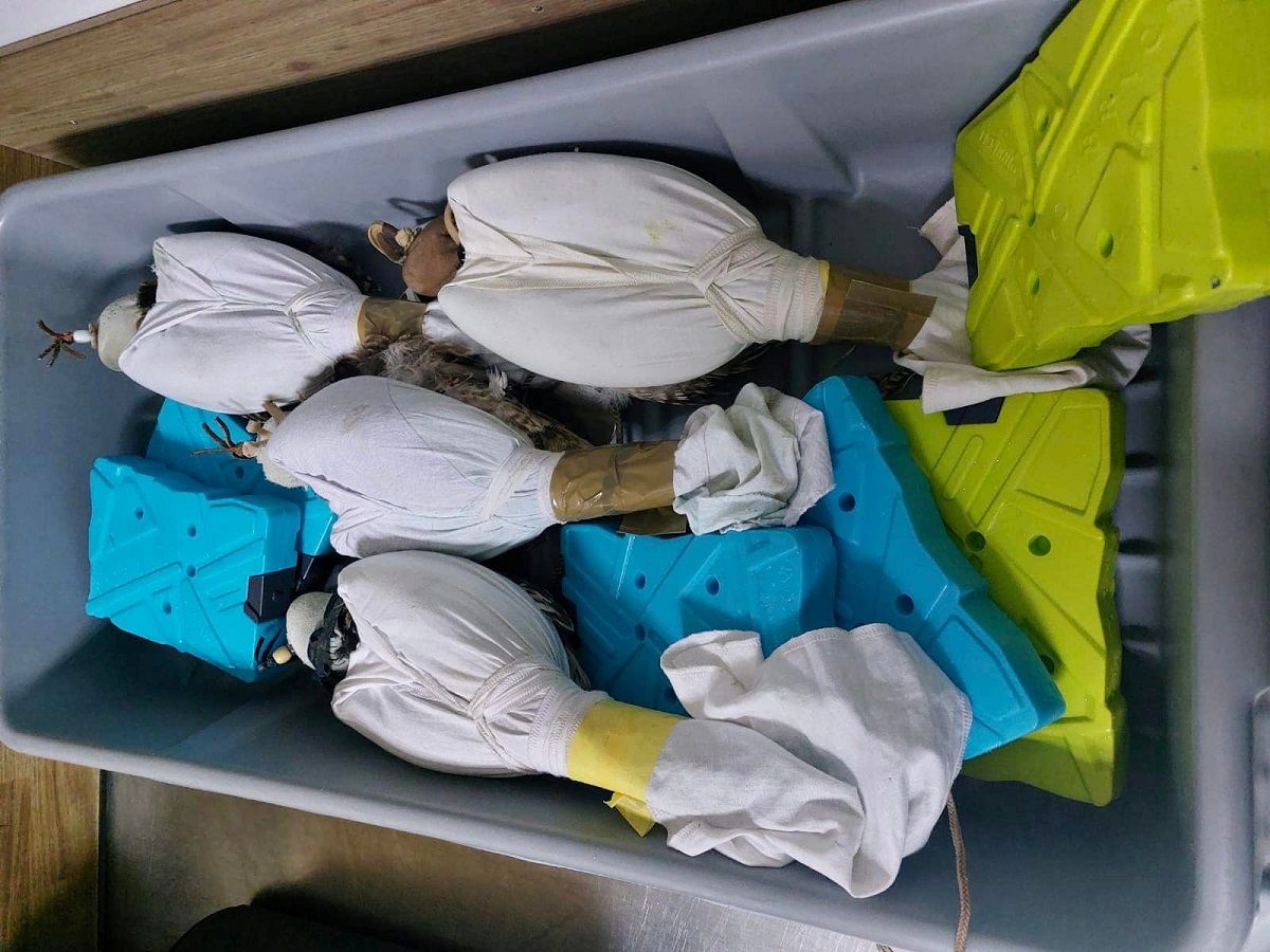 Пасажир намагався вивезти до Катару рідкісних соколів