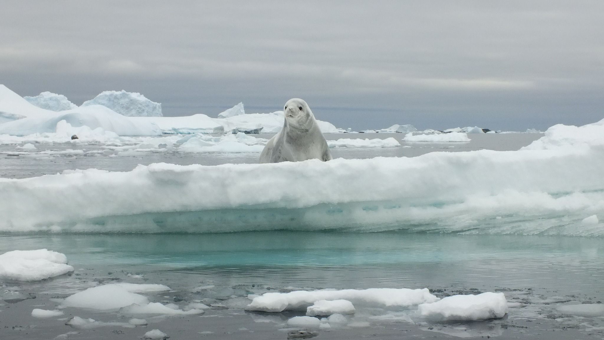 Жовта, зелена, чорна і навіть смугаста: полярники показали кригу в Антарктиді, фото