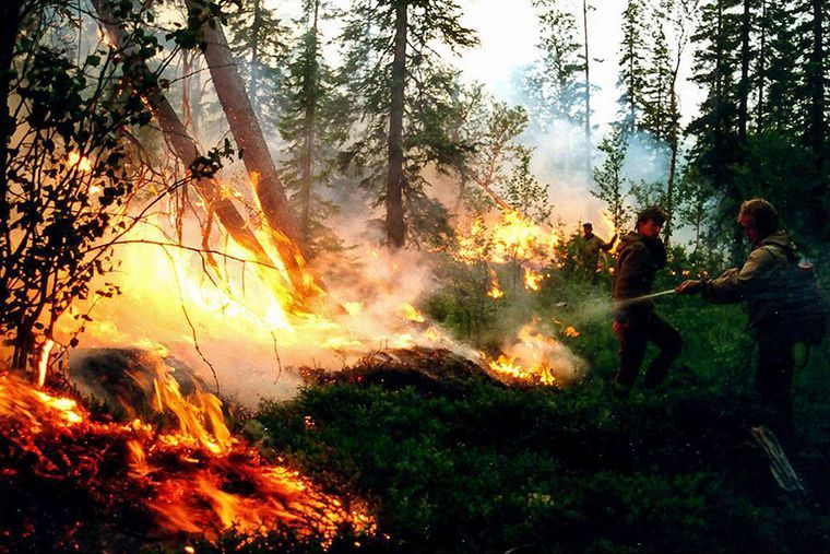 Пожежі в сибірських лісах не можуть загасити через брак літаків та рятувальників, які відправлені на війну з Україною