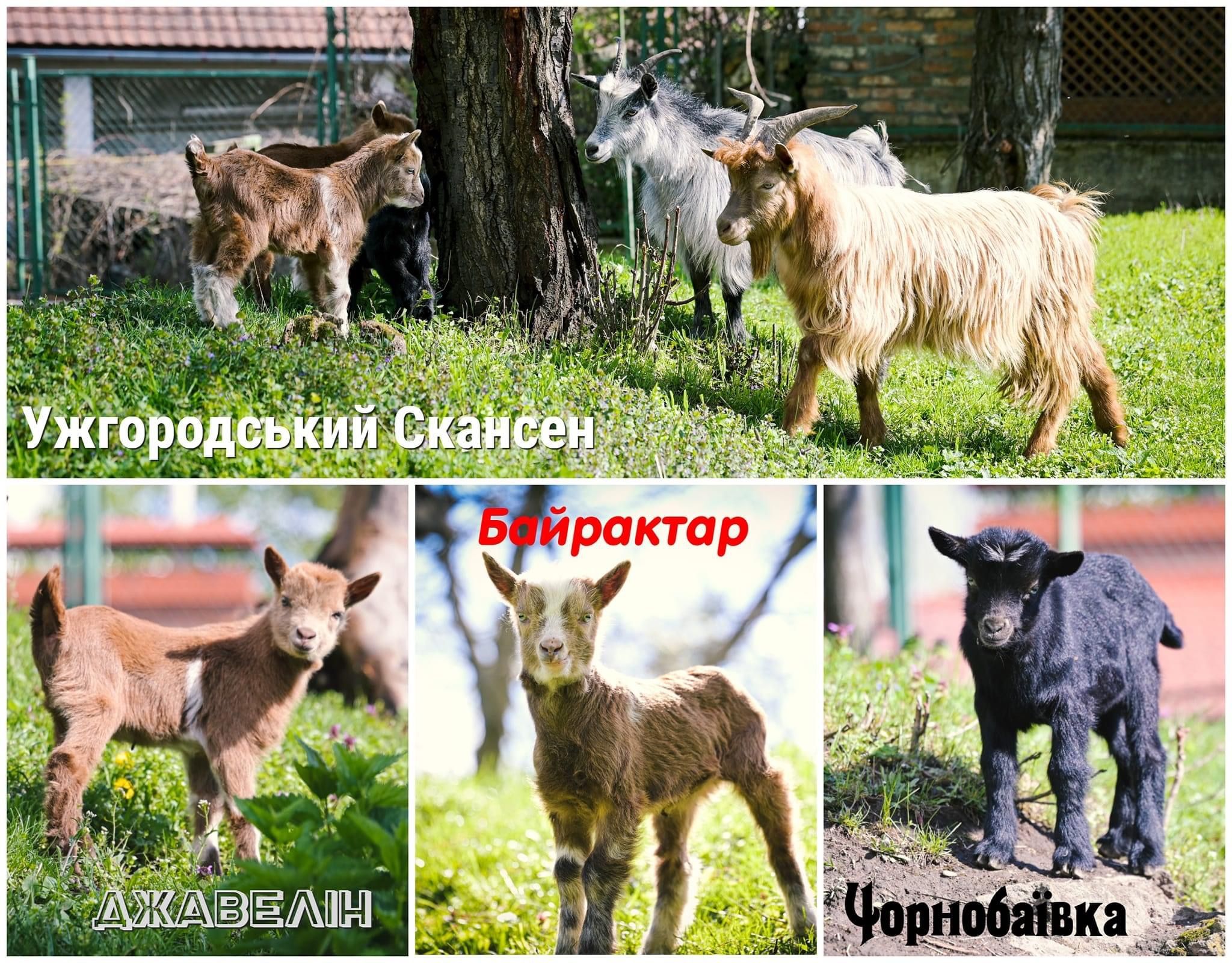 Байрактар, Джавелін та Чорнобаївка: у скансені Ужгорода назвали козенят