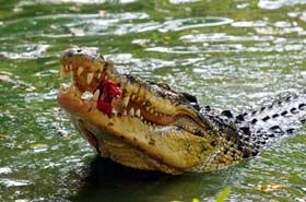 Крокодил по-київськи