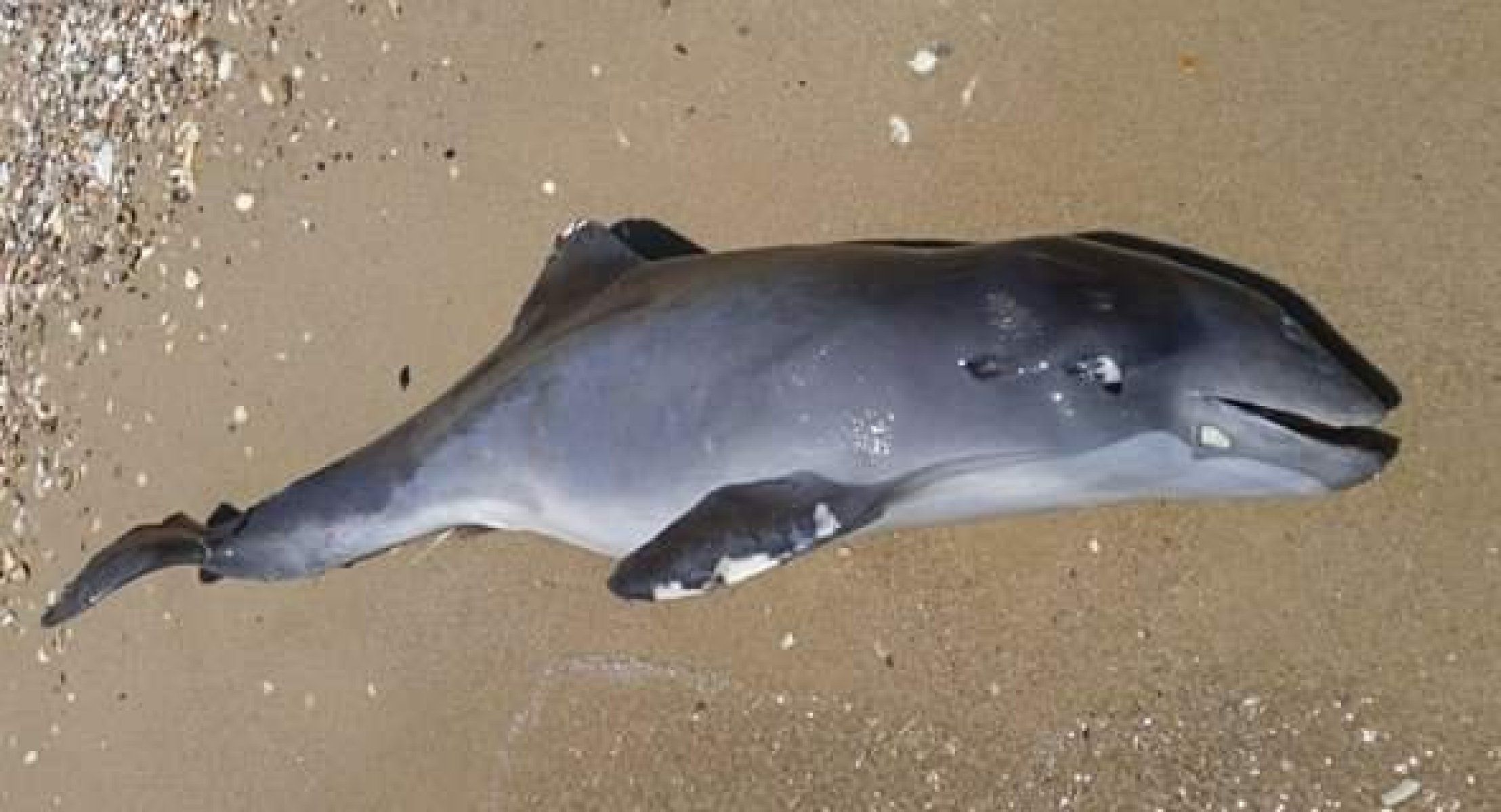 У Чорному морі загинули 3 тисячі дельфінів через війну