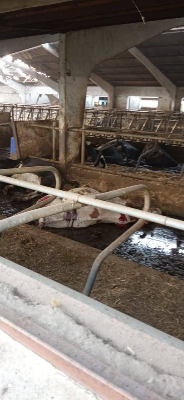 Рашисти вгатили по фермі на Запоріжжі: загинула тисяча голів худоби