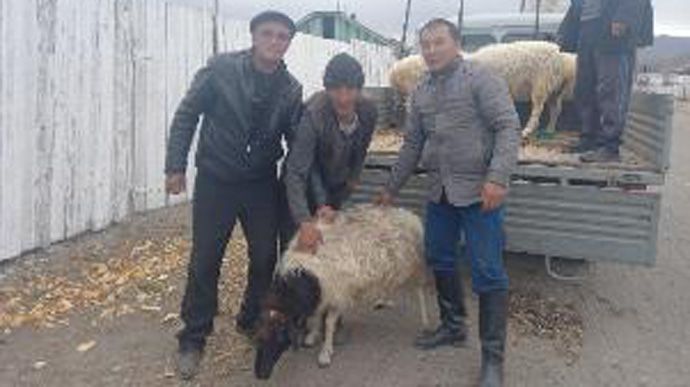 Кожна сім'я мобілізованого у Туві отримує по одній голові вівці.
