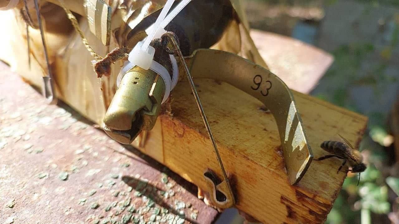 Бджоли врятували від вибуху Бучанську громаду, фото