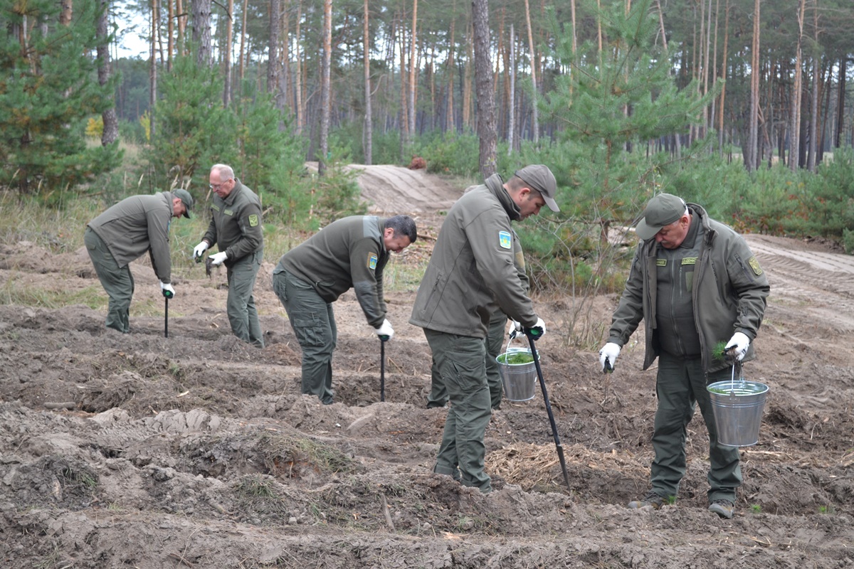 Лісівники Черкащини висадили понад пів мільйона сіянців дуба, сосни, модрини та горіха чорного