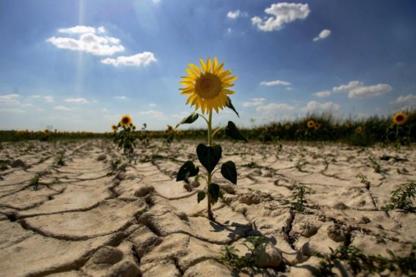 Така земля не прогодує: українські землі катастрофічно виснажені