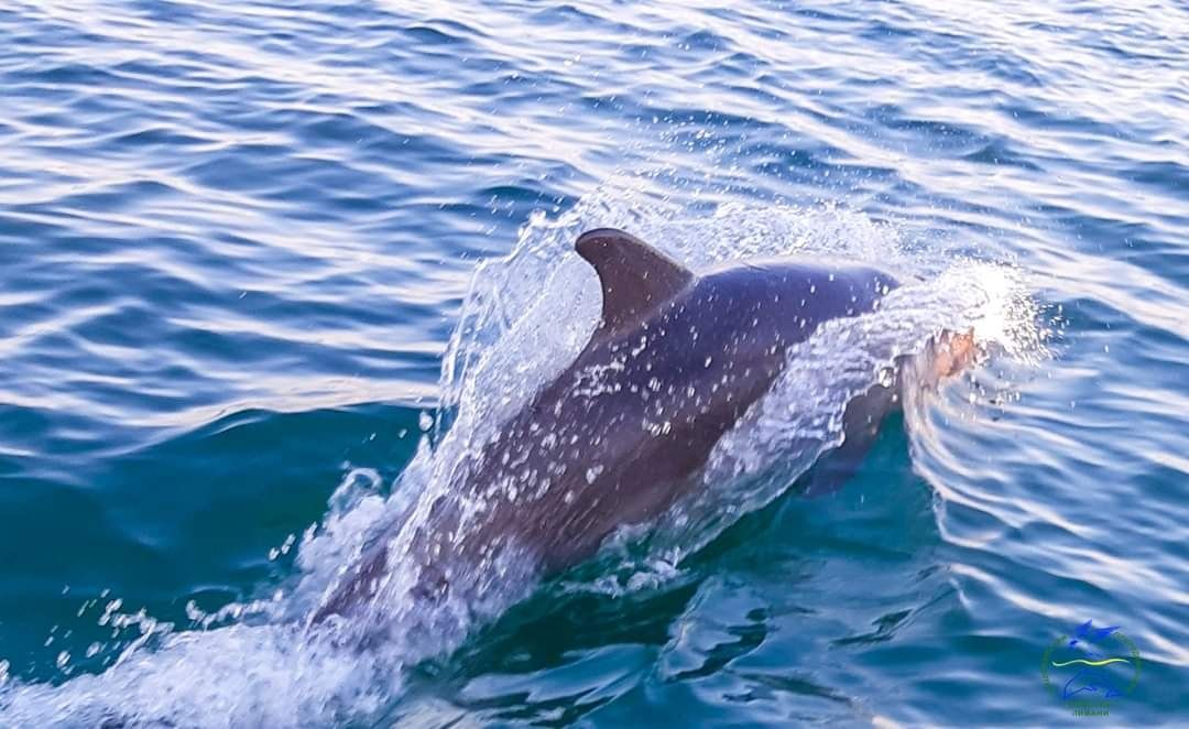 У Чорному морі дельфіни мігрували на мілководдя через війну