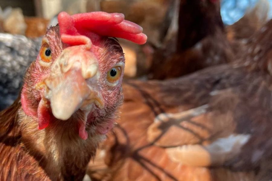 Бойові кури: м’ясо птиці з України обійшло всіх конкурентів на ринку ЄС