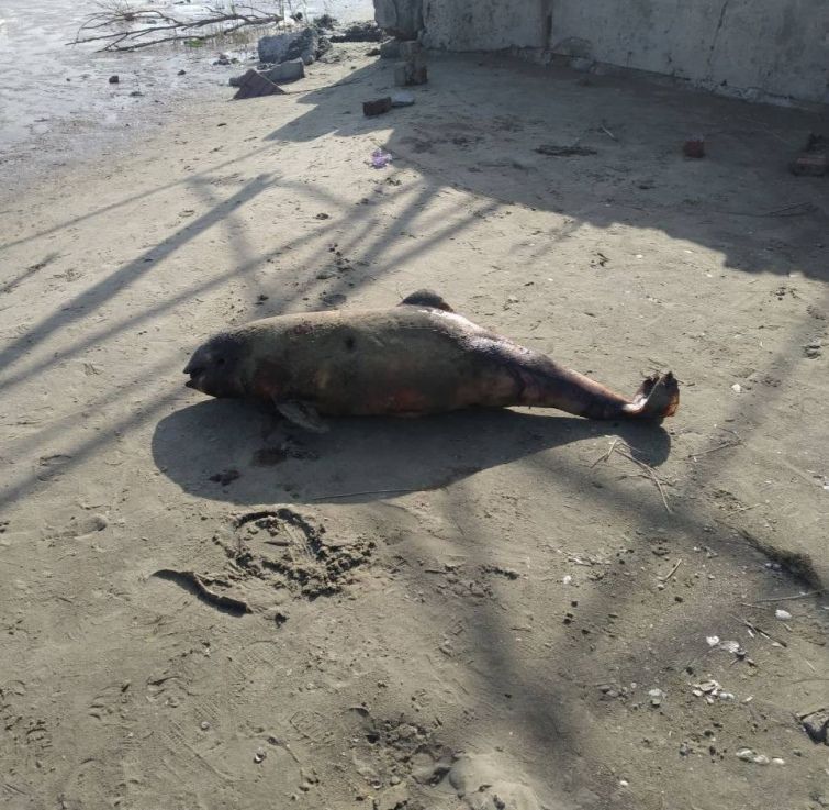 На узбережжі Маріуполя виявили мертвих дельфінів