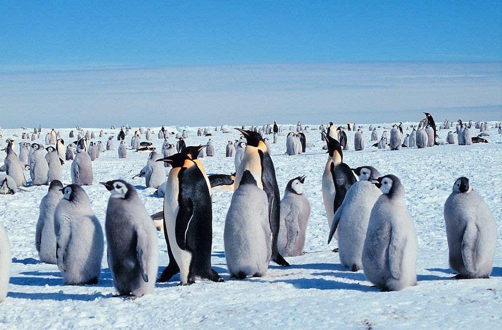 Зміна клімату почекає: Китай і рф блокують створення заповідників в Антарктиці