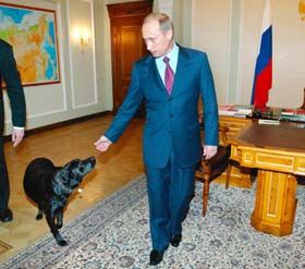 Коні не винна