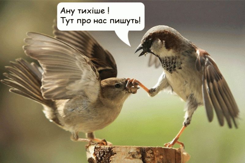 Птахи можуть «розлучитися» через безладне статеве життя –  дослідження