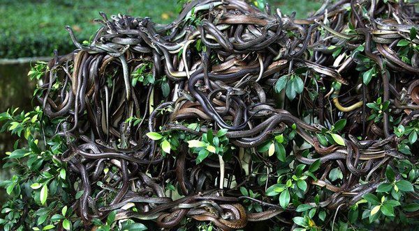 Вчитися у змій: плазуни допомагають одне одному долати стрес
