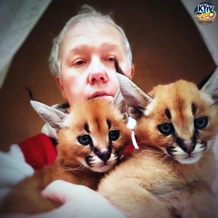 Київський зоопарк врятував двох кошенят-каракалів