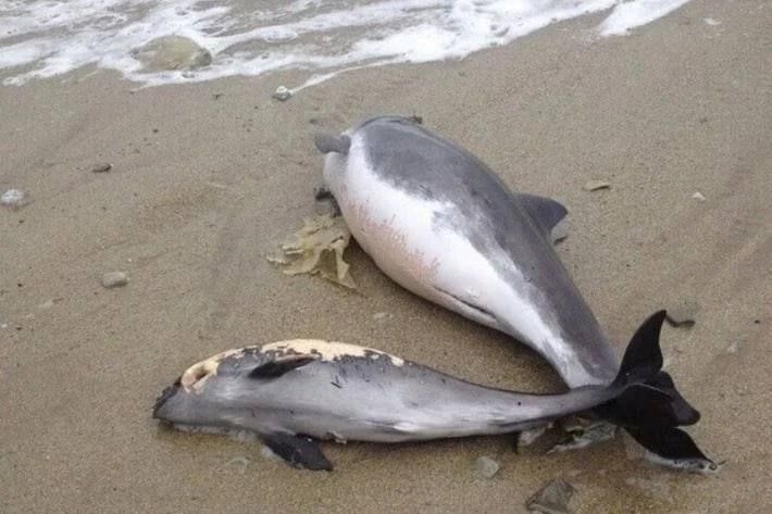 У Кирилівці на Запоріжжі знаходять тіла мертвих дельфінів
