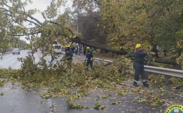 Негода у Києві: повалено та пошкоджено понад 600 дерев