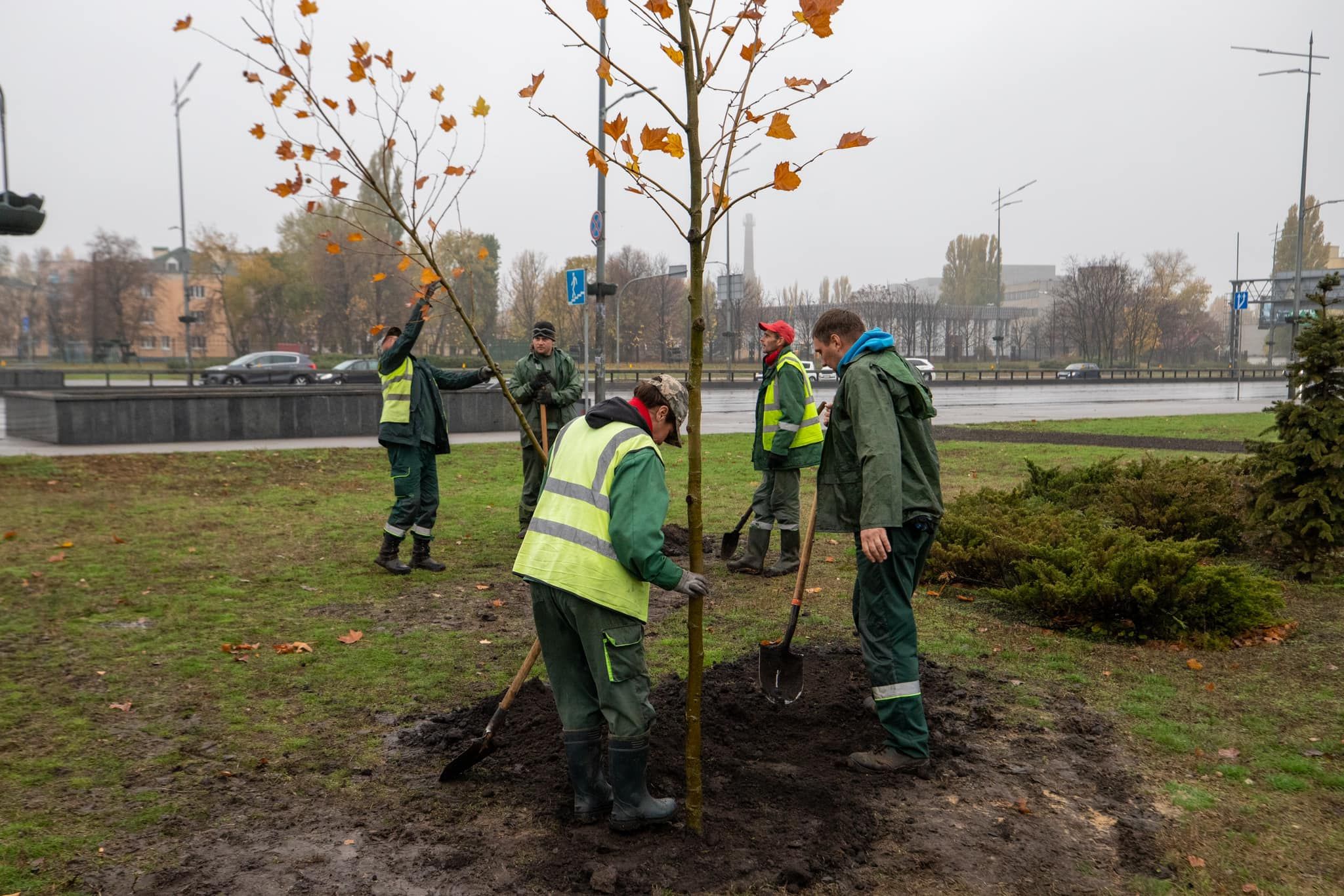 Стійкі до буревіїв та міських умов: в Києві почали висаджувати «потужні» дерева