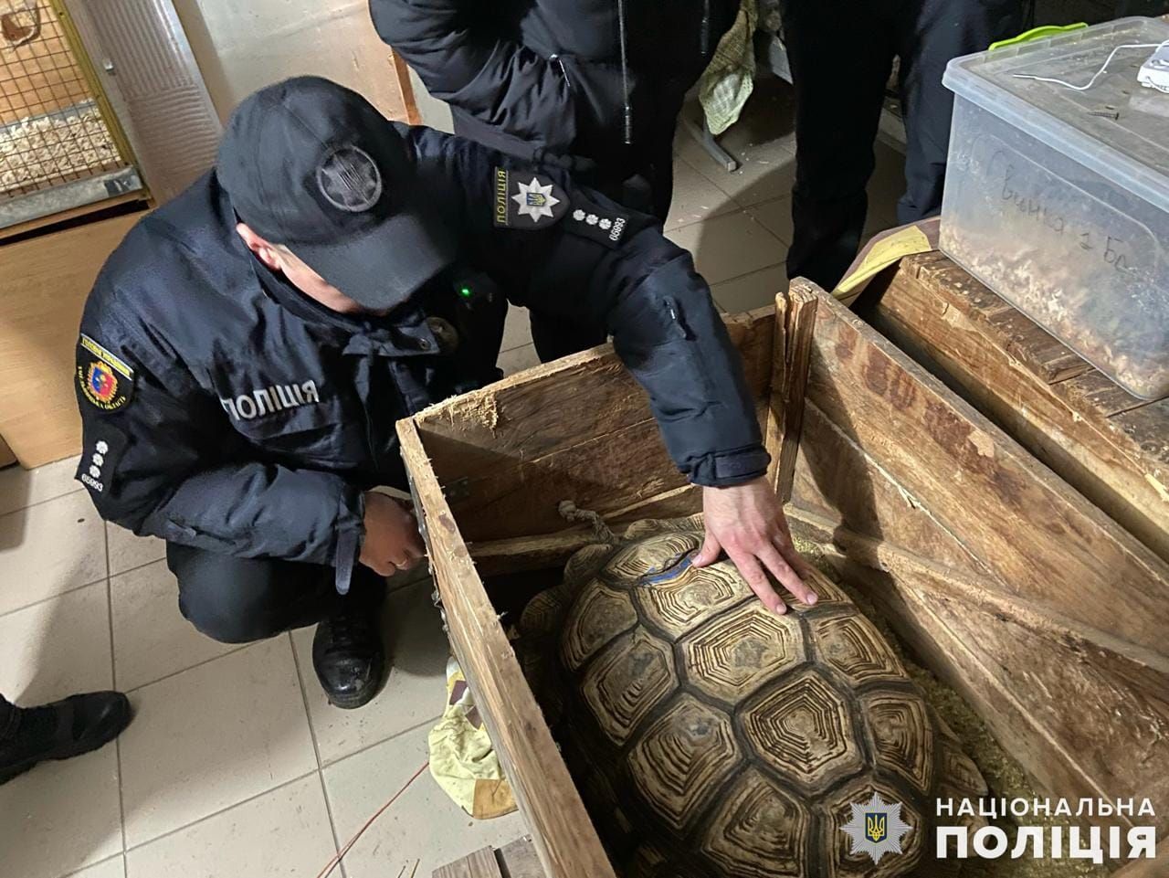 На Поділліі поліція вилучила пів сотні черепах в організаторів незаконної виставки.