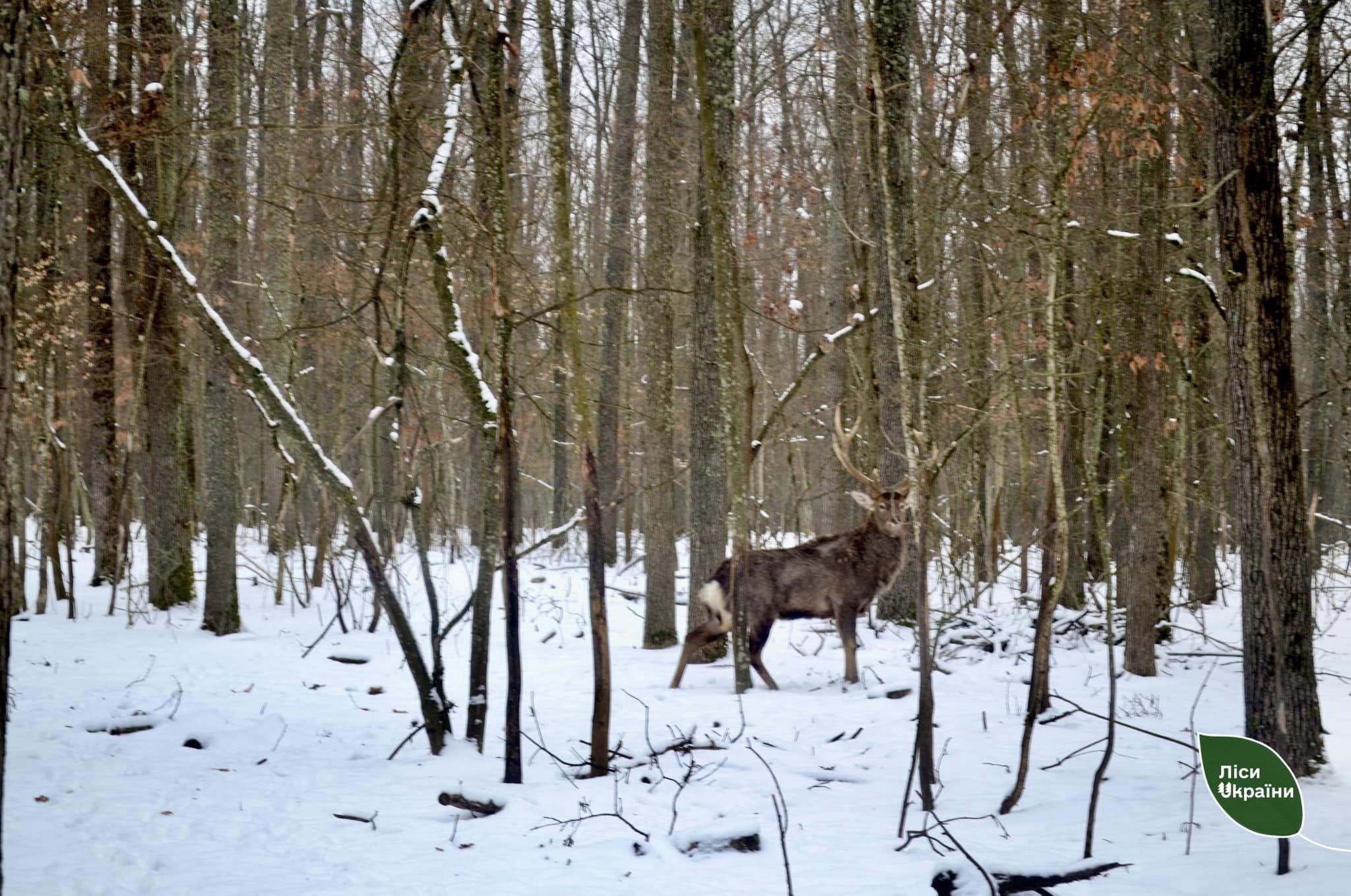 В угіддях Звенигородщини функціонує близько  70 підгодівельних майданчиків для оленів.