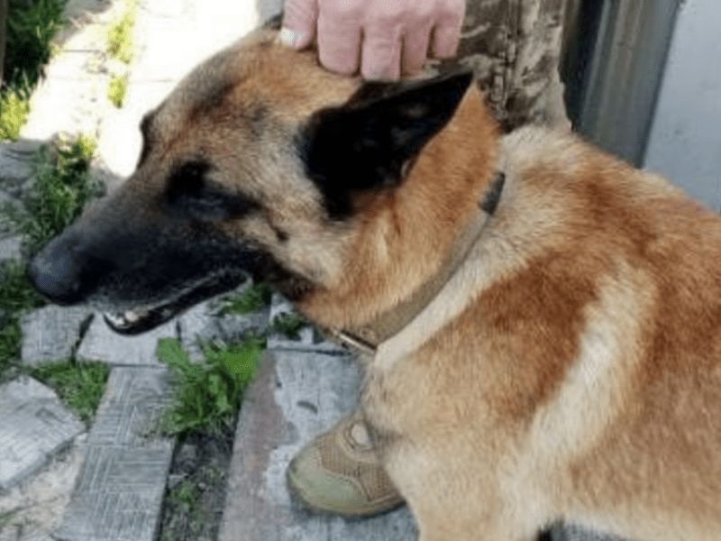 У Подільському районі киянин застрелив вівчарку сусідки