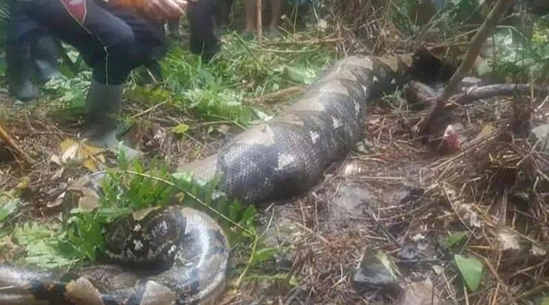 Не вдавився: в Індонезії пітон зʼїв п’ятдесятирічну жінку