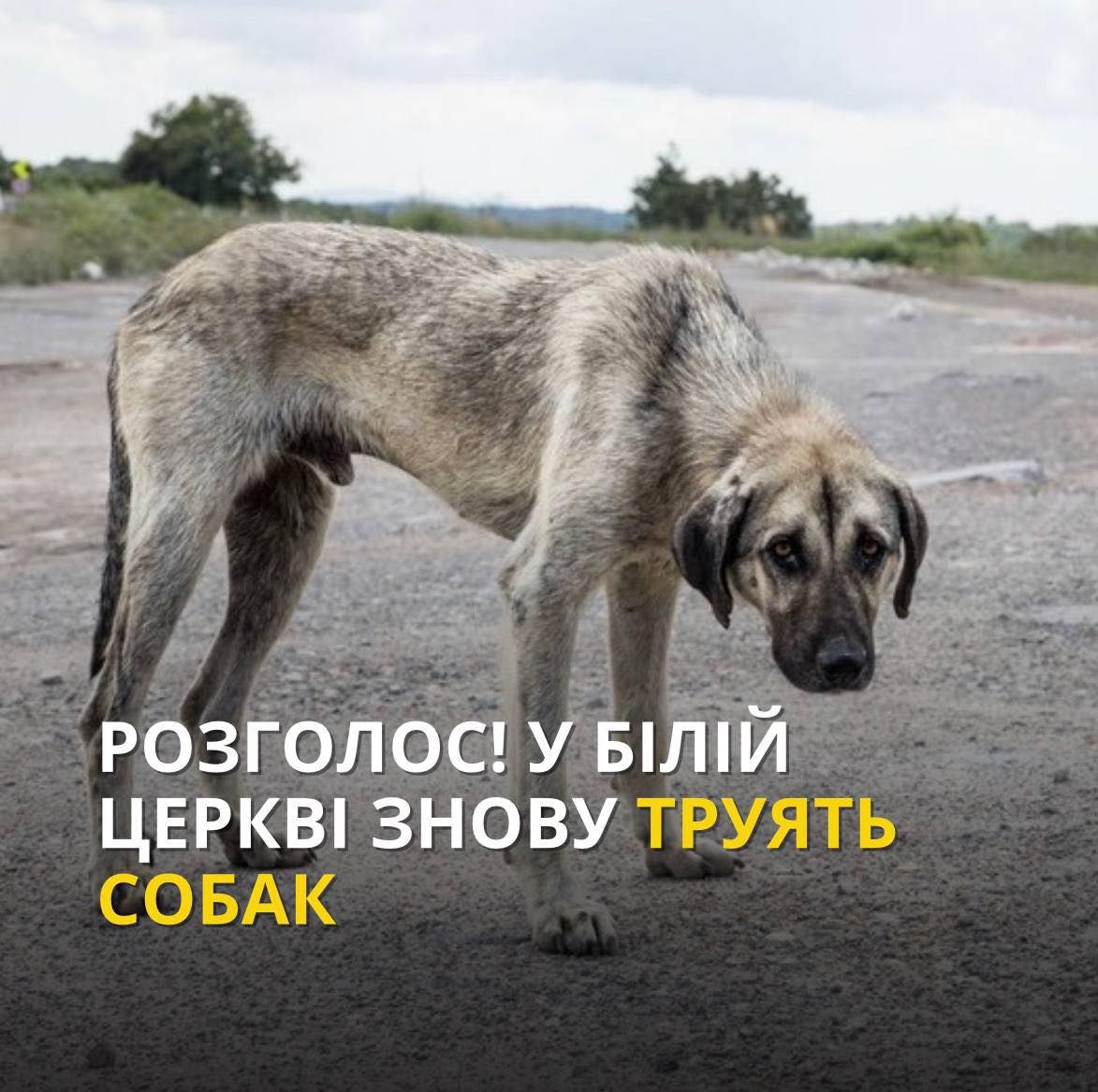 У Білій Церкві знову почали масово труїти собак
