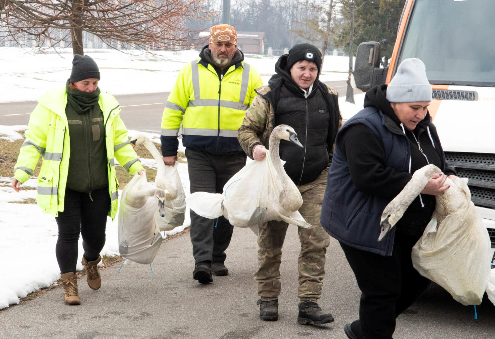 Єдиний в Україні притулок для лебедів завдяки розголосу вдалося вберегти від закриття