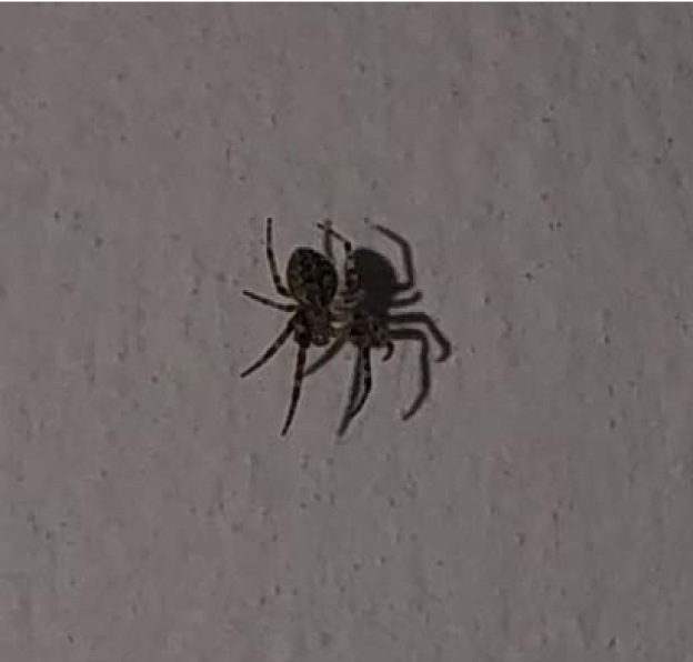 Хатні «спайдермени». Міфи і факти про павуків