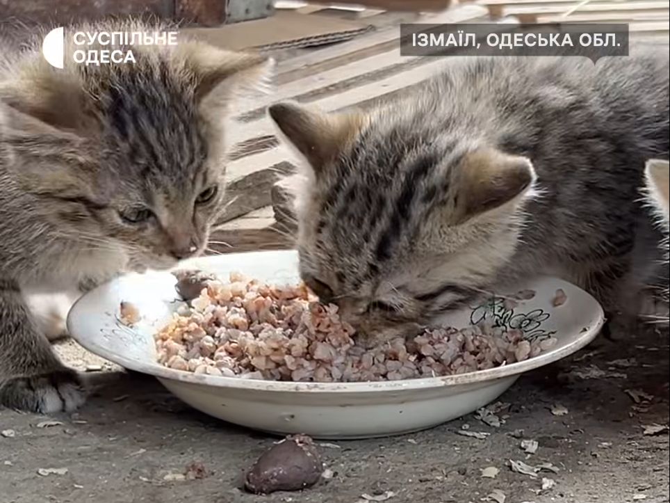 Де поділося «няв-няв»? Як лісових кошенят спочатку знайшли, прилаштували, а потім «загубили»