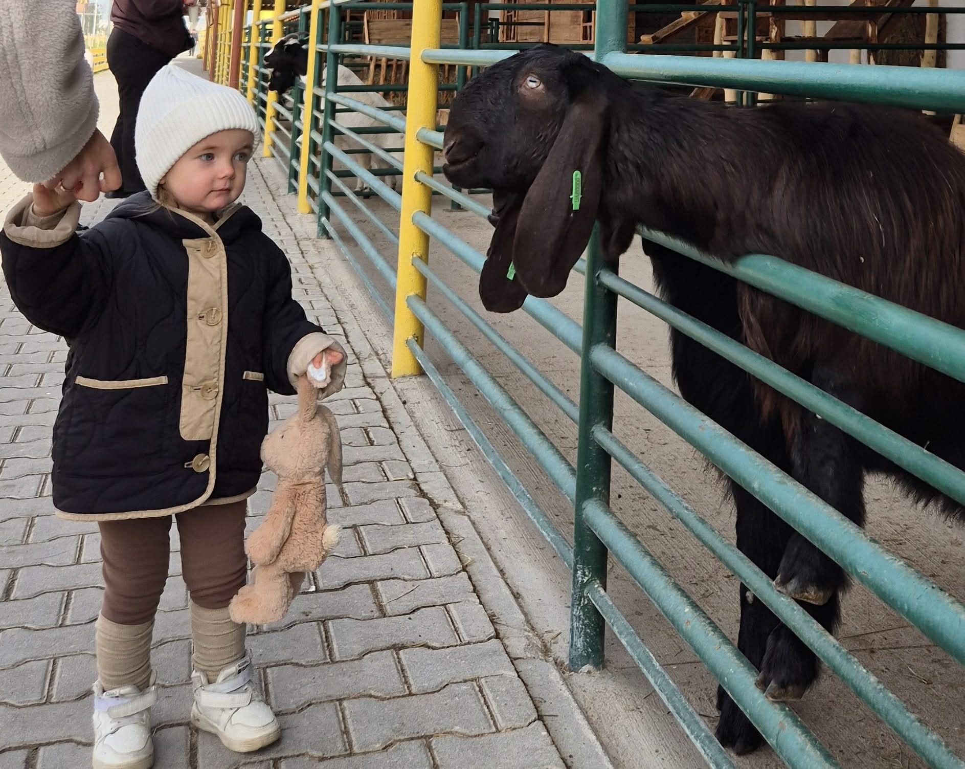 Дамаська коза шамі задоволена увагою дитини.
