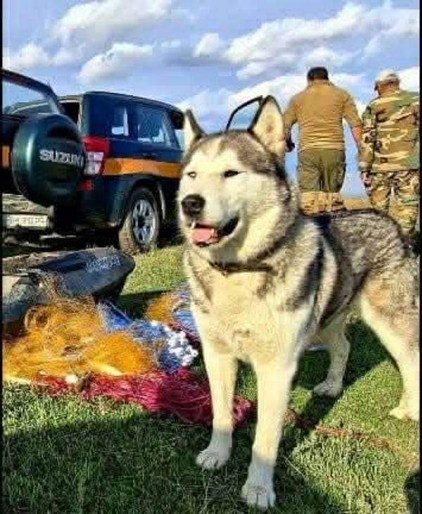 Сармат з вилученими браконьєрськими  сітками.