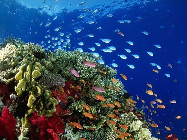 Морське життя надзвичайно вразливе до змін температури, спричинених забрудненням викопним паливом, яке засмічує атмосферу.