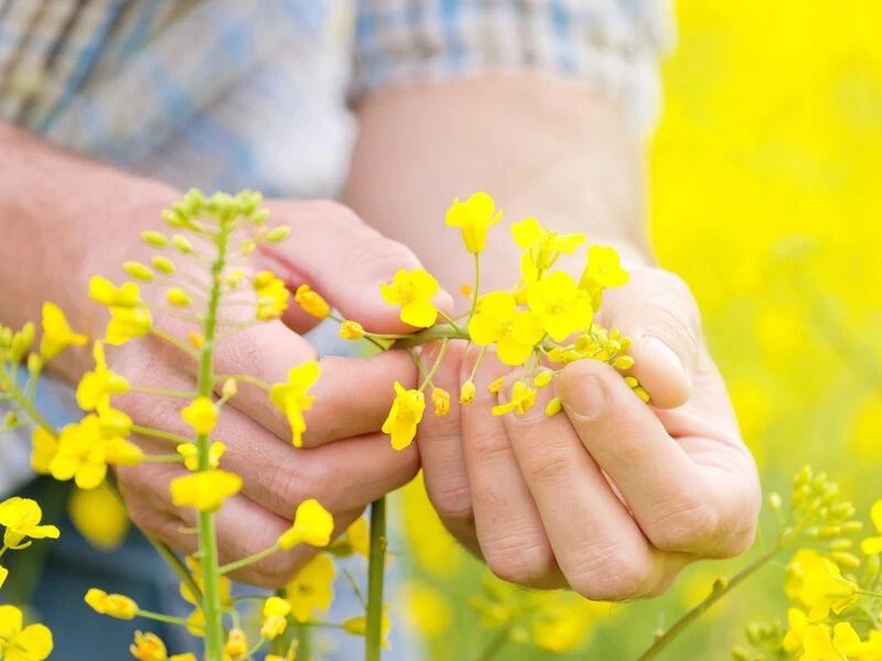 Самостійно експортувати сільгоспвиробники не можуть, оскільки не мають власної логістичної інфраструктури.