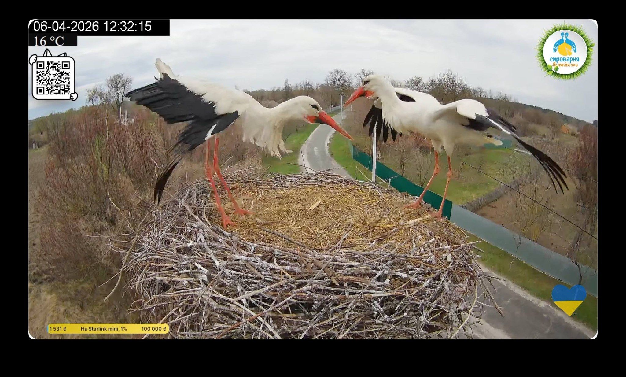 Битва самців.