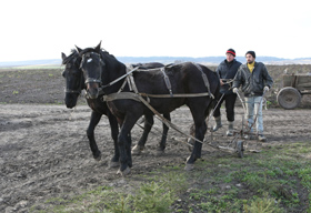Сіяти по–італійськи