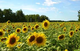 Два удари в олійну діжку