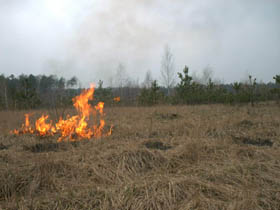 Хто куди, а ми до зайців
