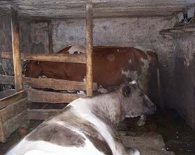 Селянина доїти легше, ніж корову