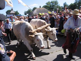Під зіркою Гоголя