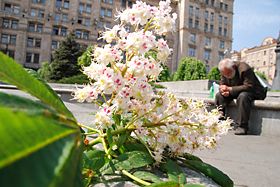 Дендробренд