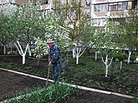 Садок вишневий під балконом
