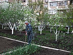 Садок вишневий під балконом