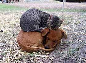 Коти, що несуть золоті яйця